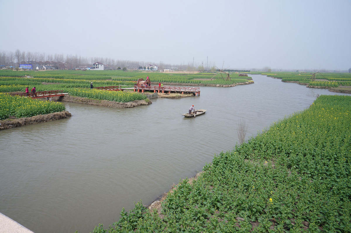油菜花即将怒放