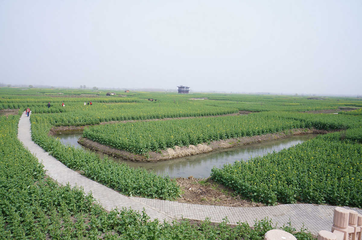 油菜花即将怒放