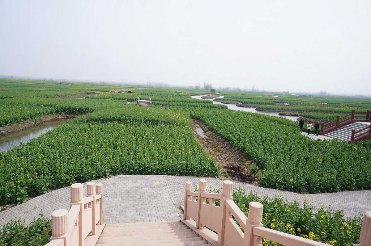 油菜花即将怒放