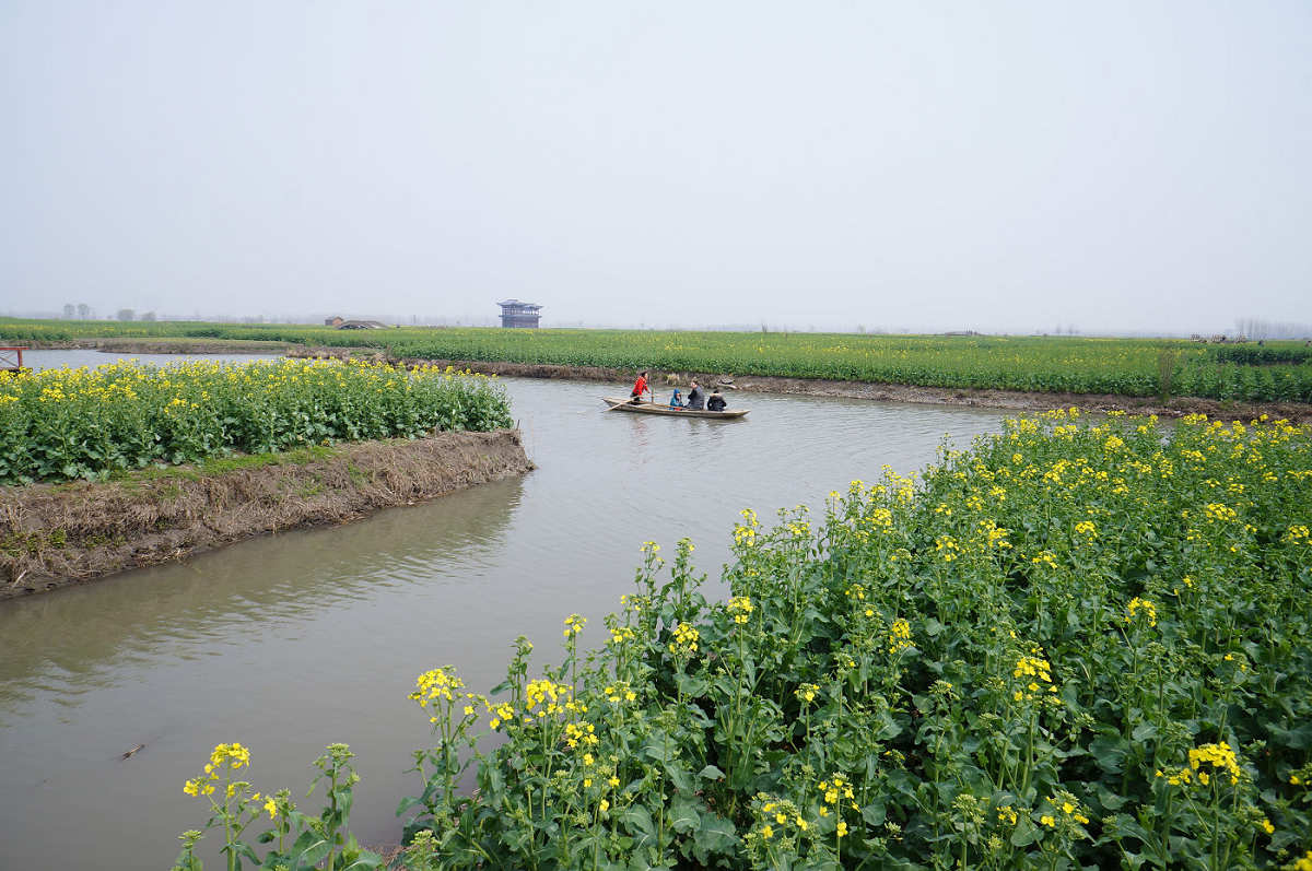 油菜花即将怒放