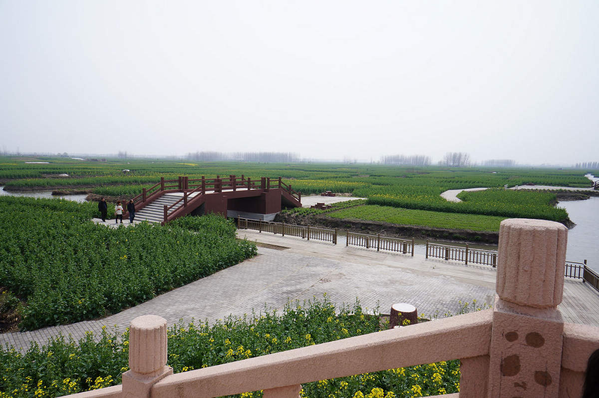 油菜花即将怒放