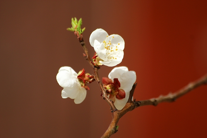 春华