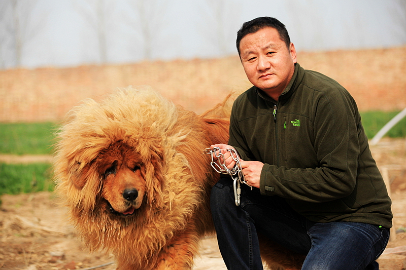 獒