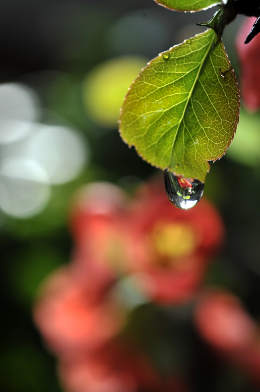 小水珠（试拍）
