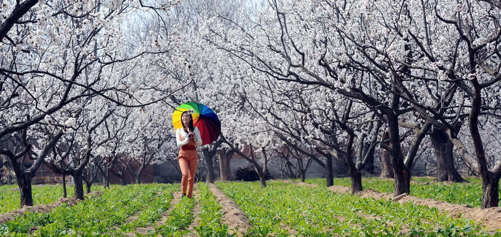 花开时节