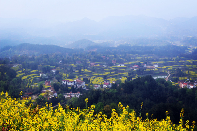 学拍油菜花