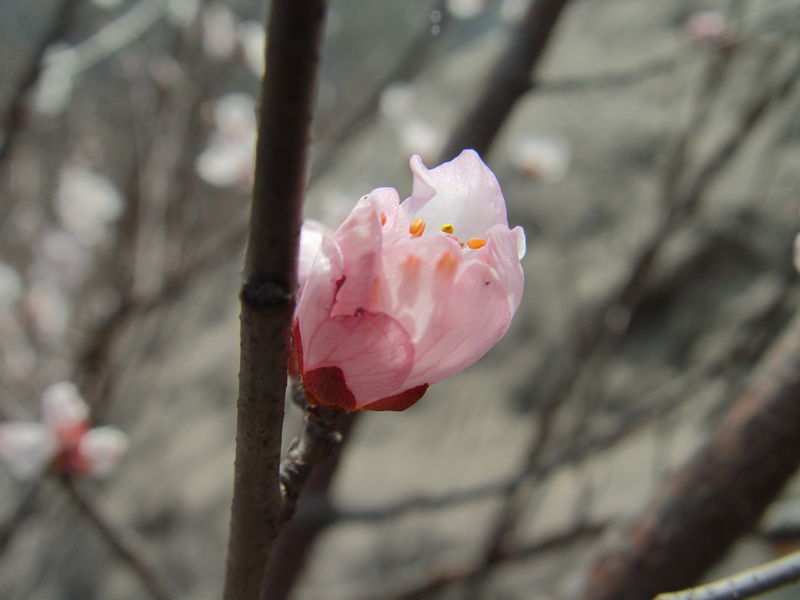 春暖花开