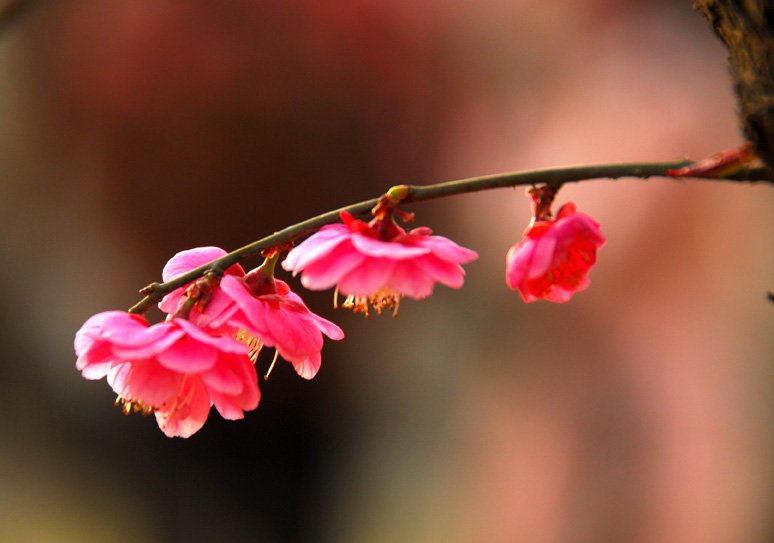 梅花