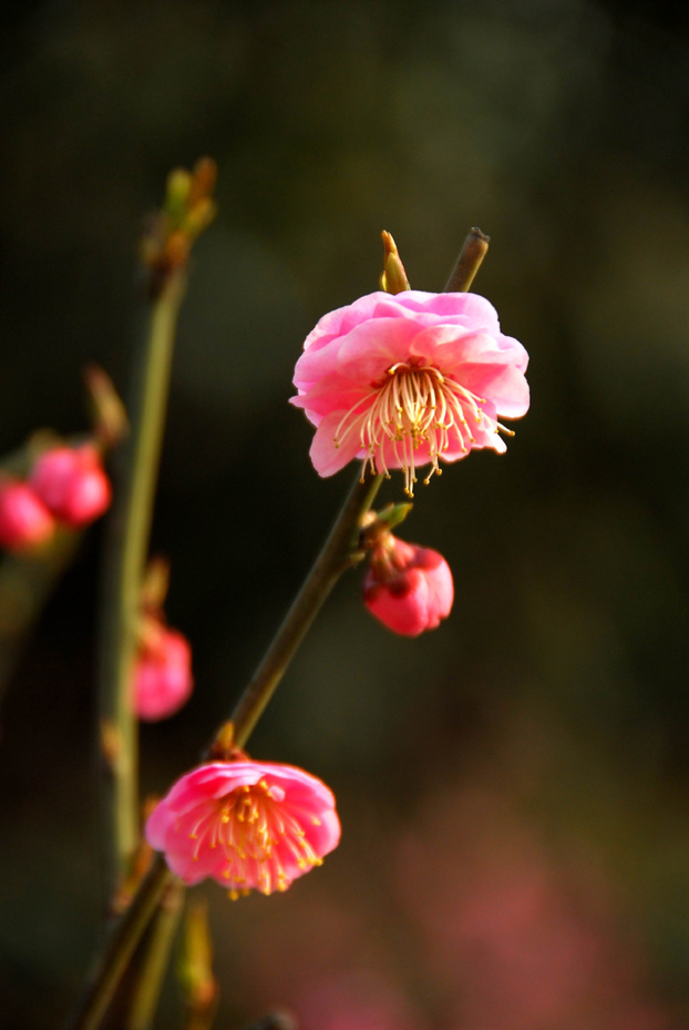 梅花