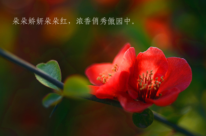 [原创]四月芳菲