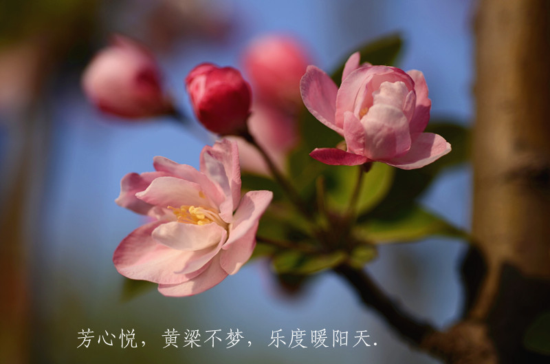 [原创]四月芳菲
