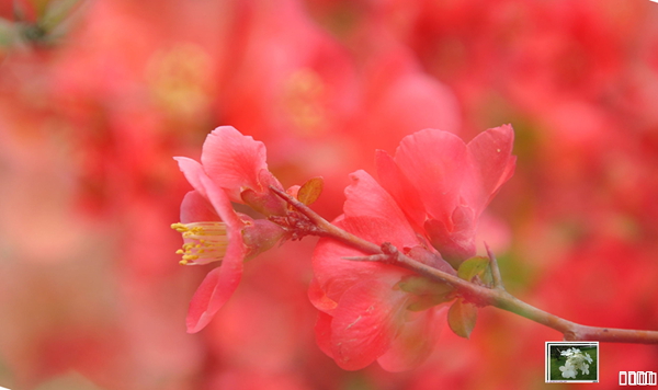 海棠花开红艳艳
