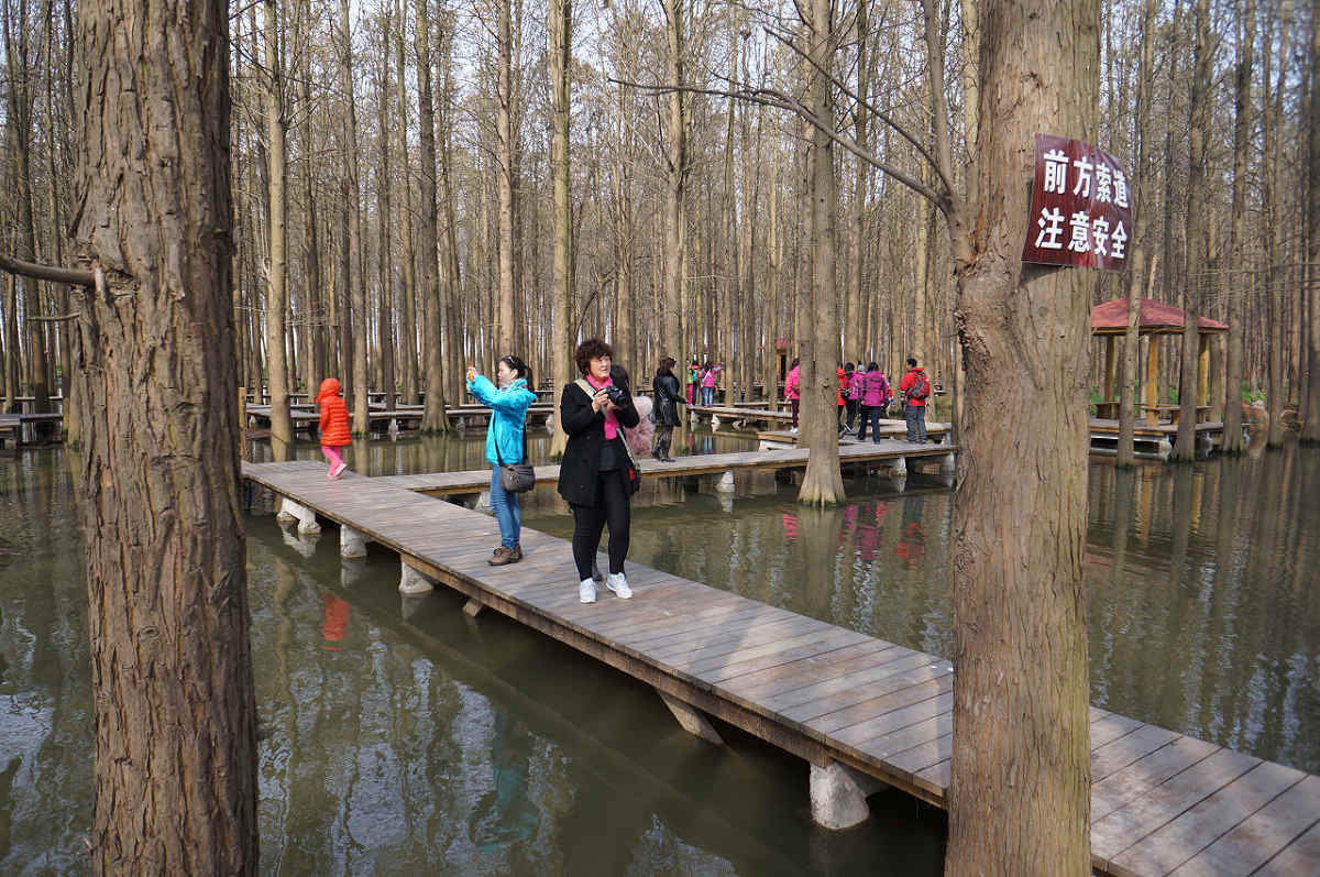 水上森林