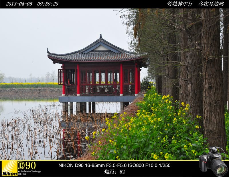 竹筏林中行 鸟在耳边鸣－－江苏兴华李中水上森林