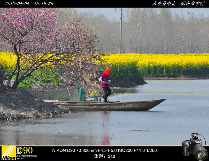 人在花中走 船在水中行－－江苏兴华千岛油菜花