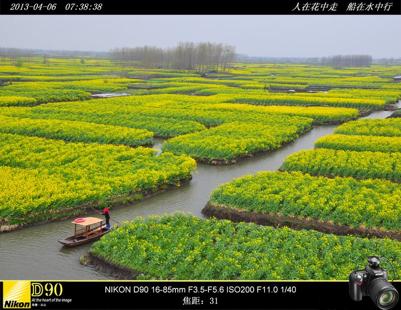 人在花中走 船在水中行－－江苏兴华千岛油菜花