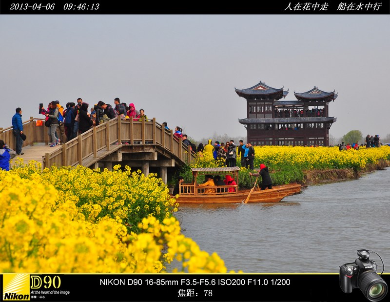 人在花中走 船在水中行－－江苏兴华千岛油菜花
