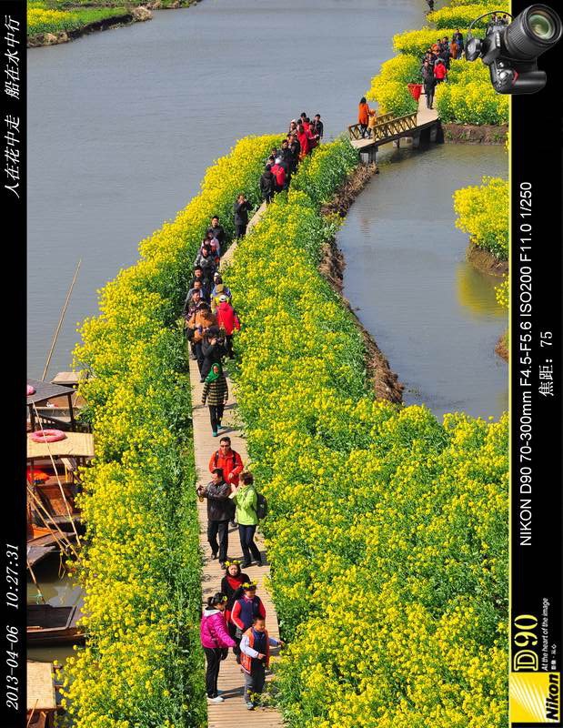 人在花中走 船在水中行－－江苏兴华千岛油菜花