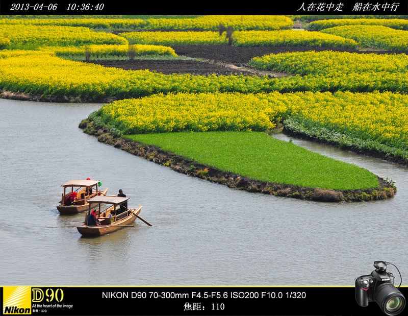 人在花中走 船在水中行－－江苏兴华千岛油菜花