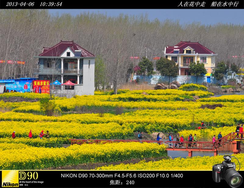 人在花中走 船在水中行－－江苏兴华千岛油菜花