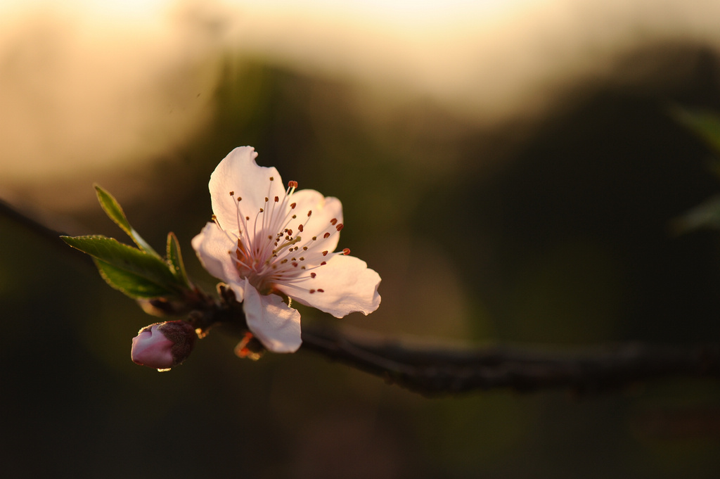 春花烂漫