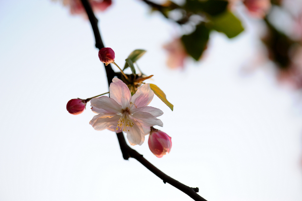 春花烂漫