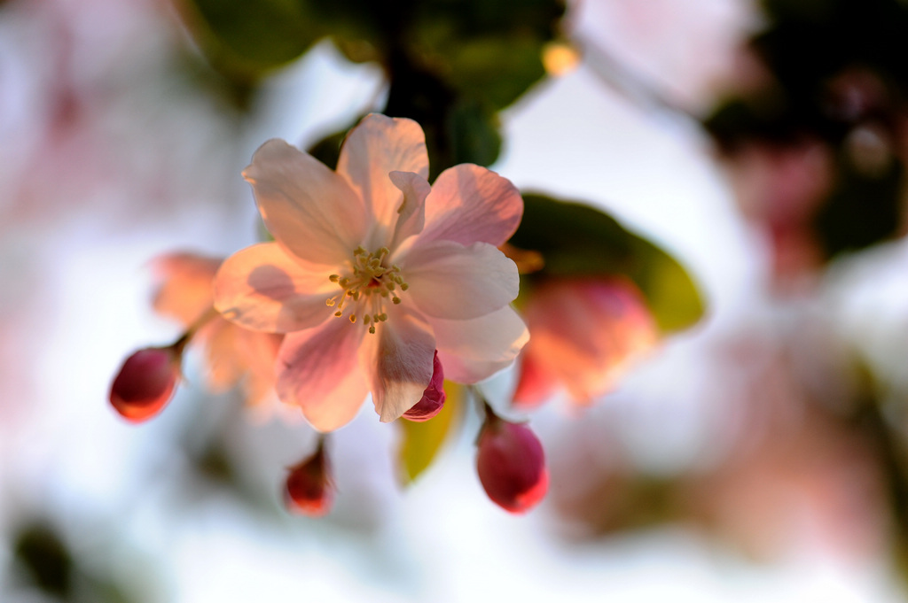 春花烂漫