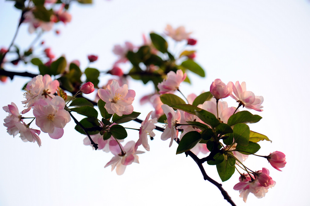 春花烂漫