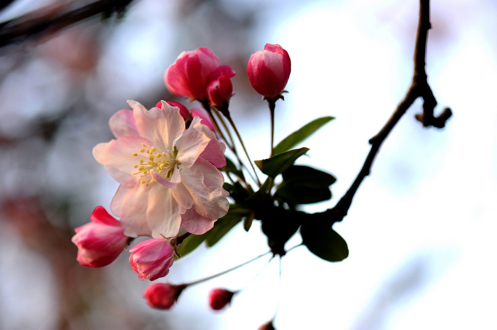 春花烂漫