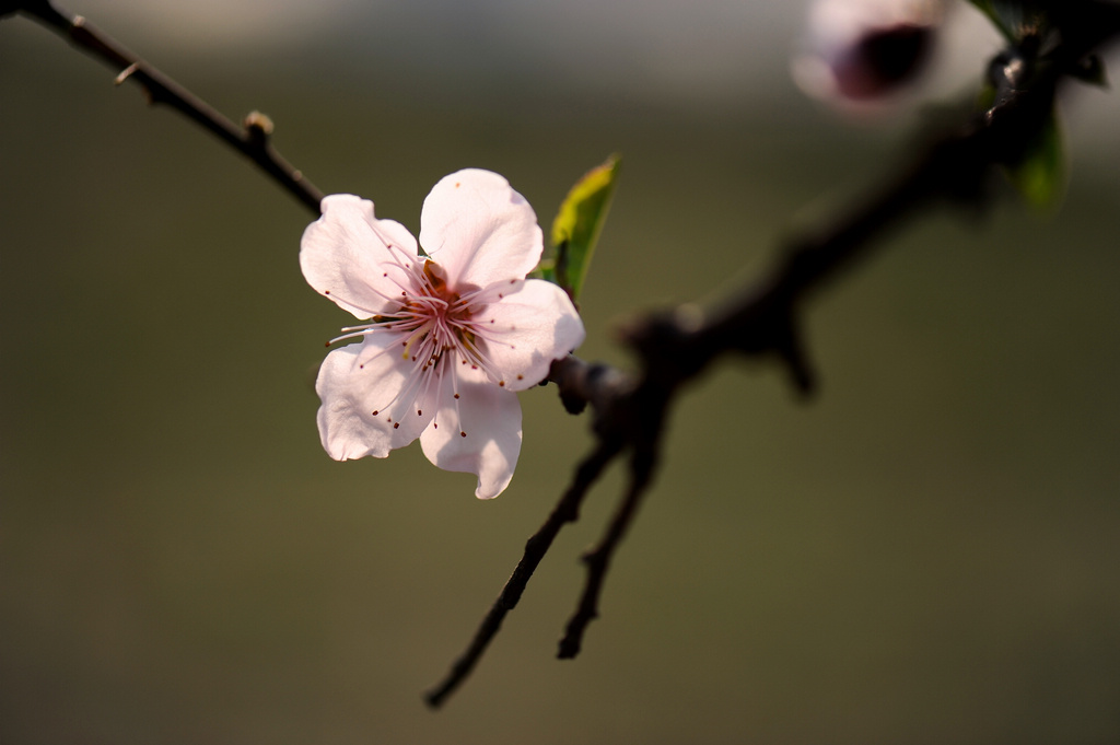 春花烂漫