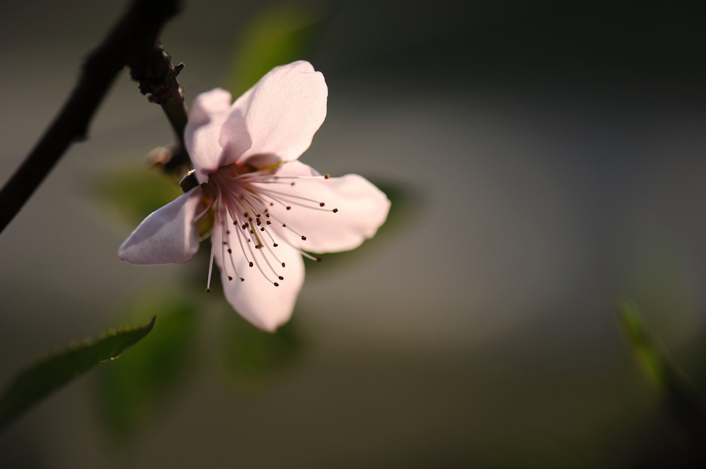 春花烂漫