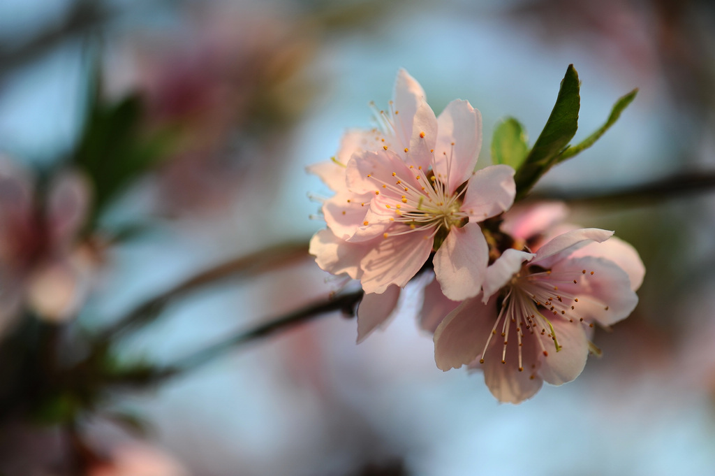 春花烂漫