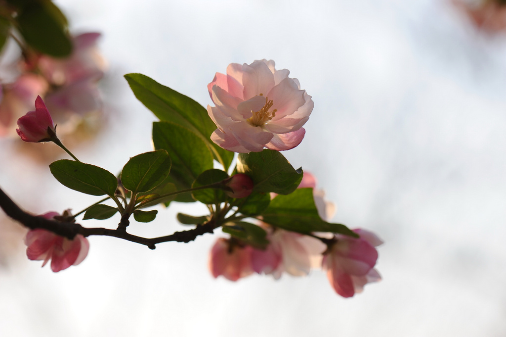 春花烂漫