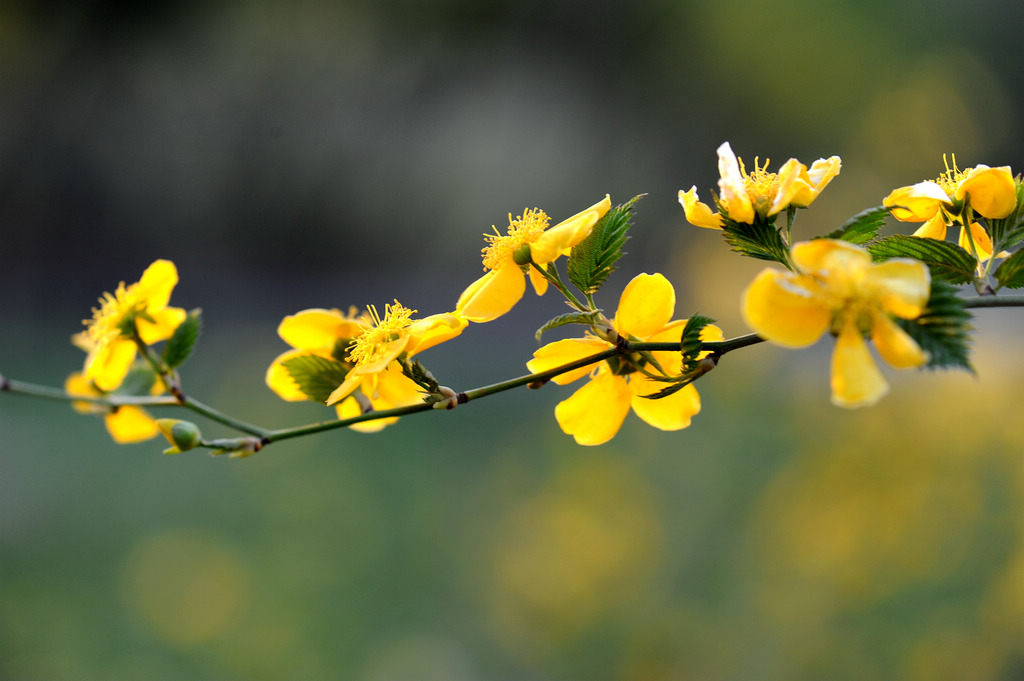 春花烂漫