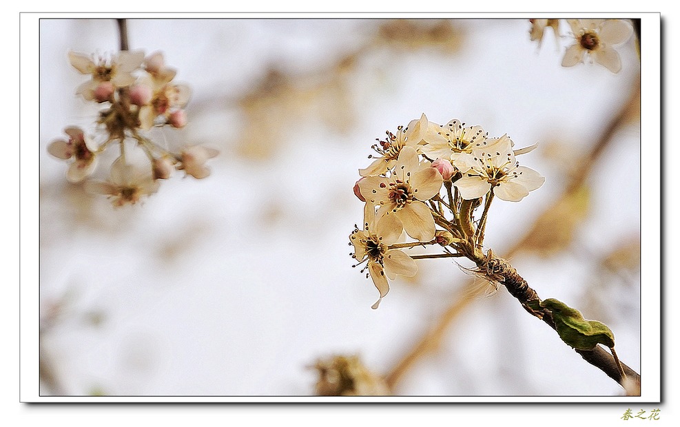 春之花——2