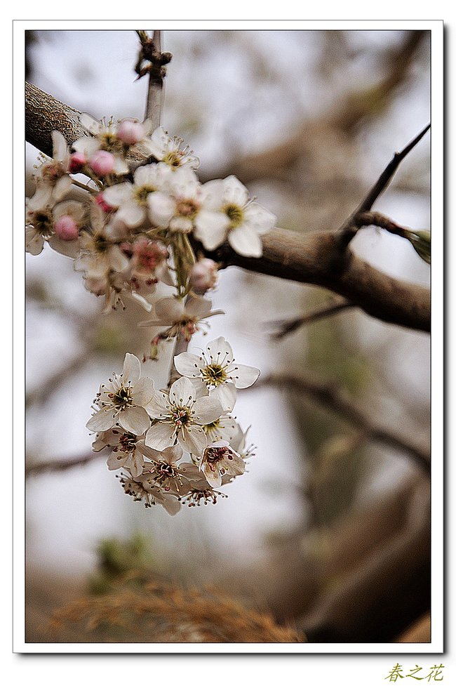 春之花——2