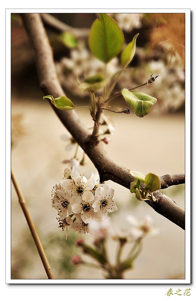 春之花——2