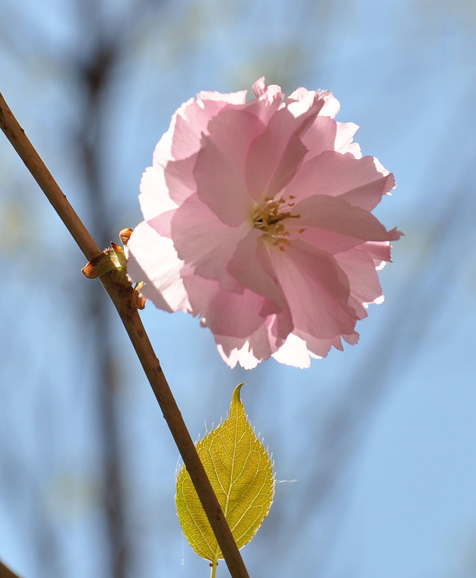 樱花情