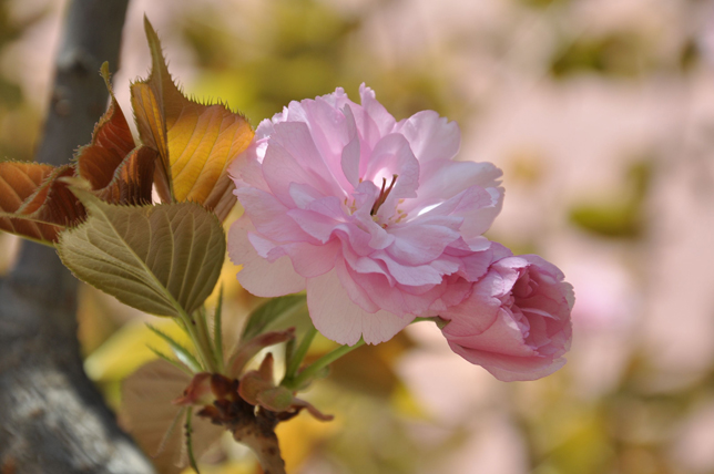 樱花情