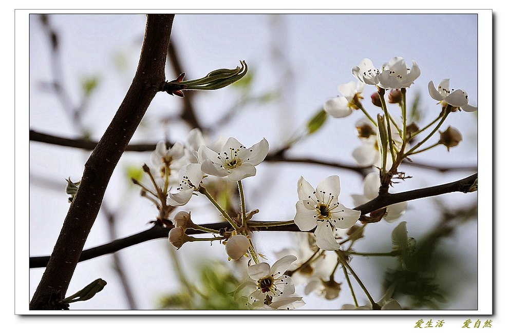 春之花——3
