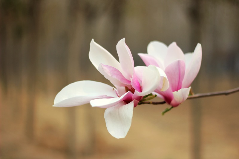 随手拈花