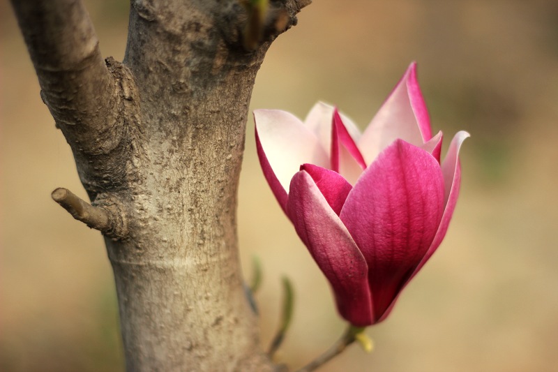 随手拈花