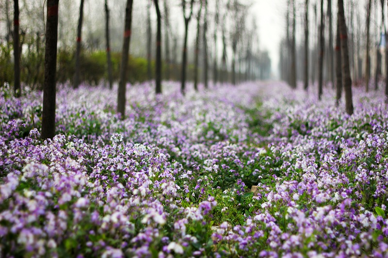 随手拈花