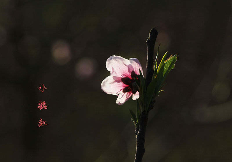 终于可以用微距拍花了！