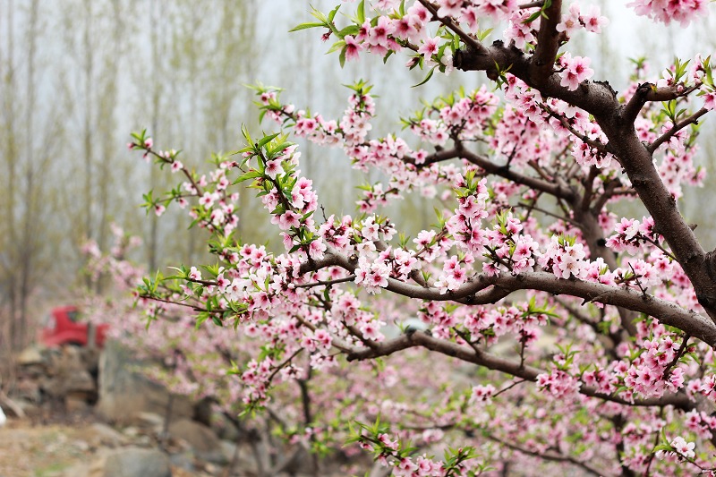 随手拈花