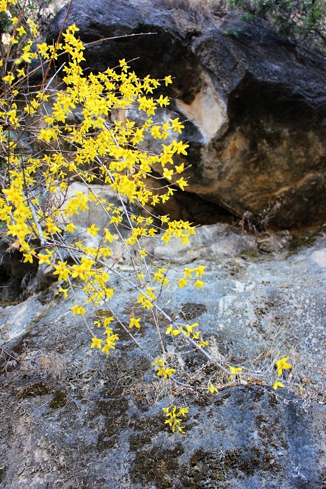 随手拈花