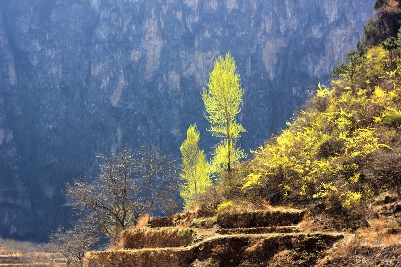 随手拈花