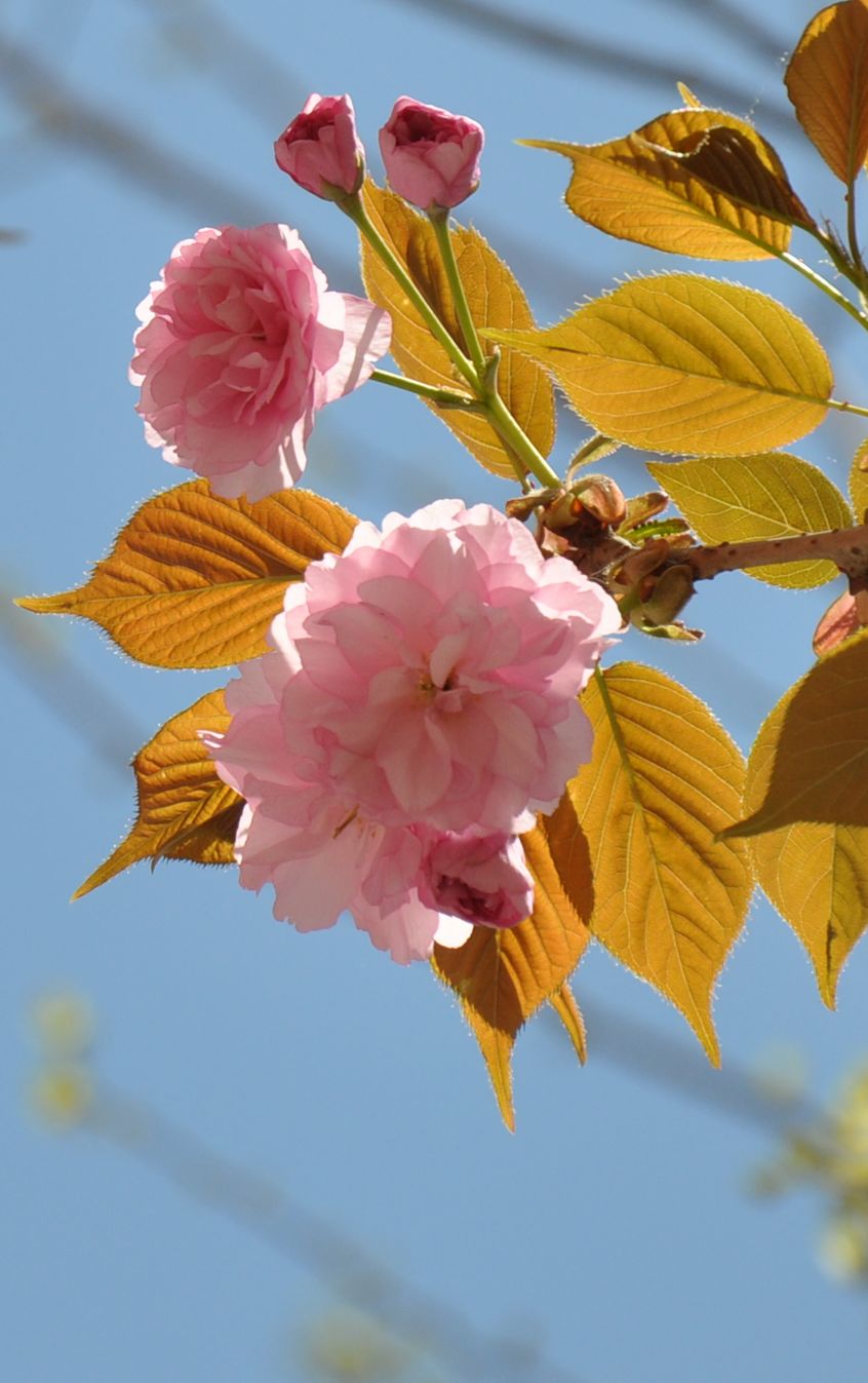 樱花情