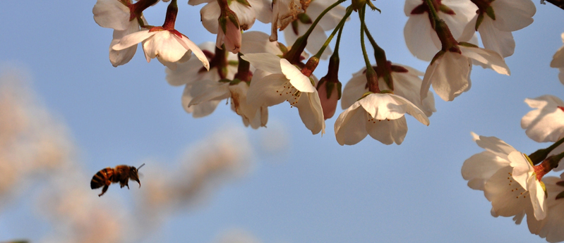 樱花情