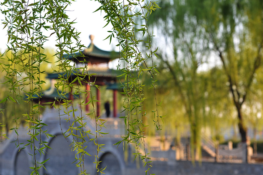 新蕾春色